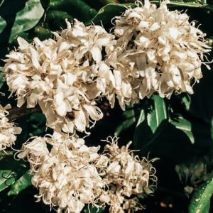 New Stock! Vietnam Robusta Wet Polished